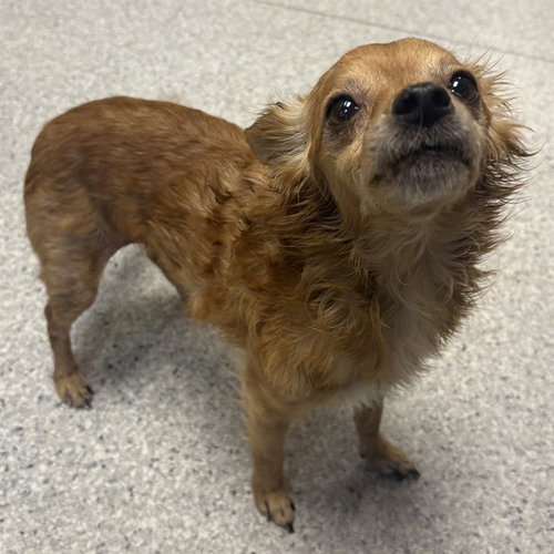 A615181, a dog for adoption from Stanislaus County Animal Services