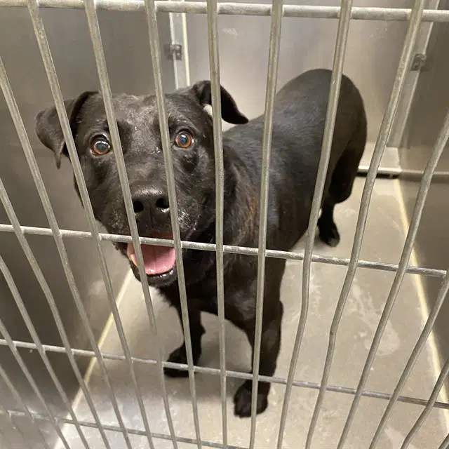 Unknown - Pit Bull Terrier