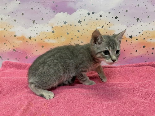 A613720, a cat for adoption from Stanislaus County Animal Services