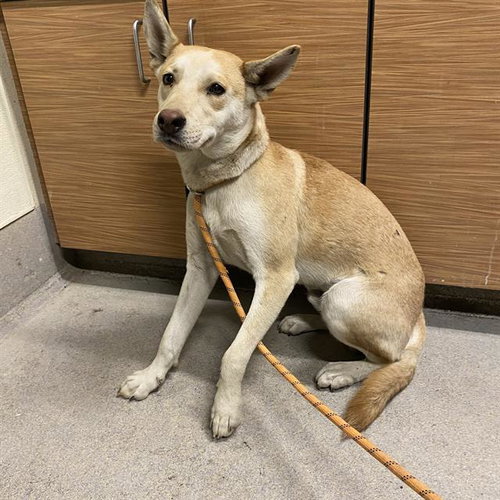 BEAU, a dog for adoption from Stanislaus County Animal Services