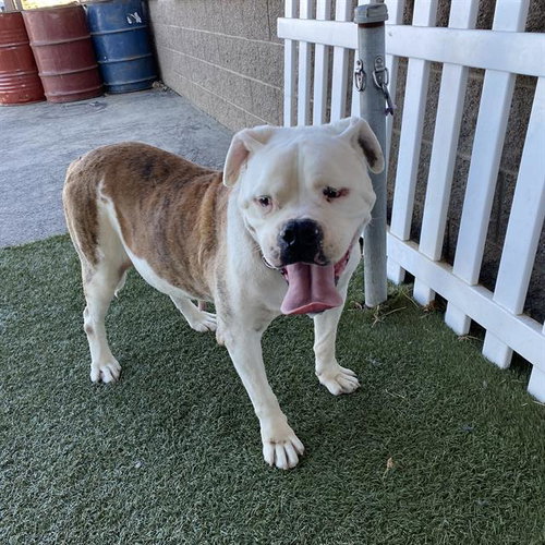 GUERRO, a dog for adoption from Stanislaus County Animal Services
