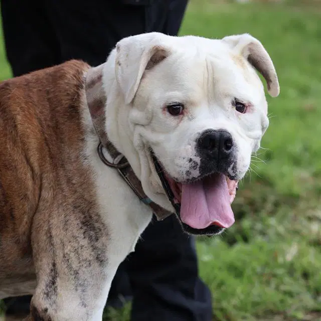 Guerro - American Bulldog