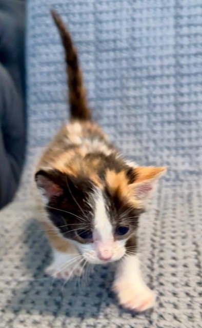 *MINI PURRL, a cat for adoption from Stanislaus County Animal Services