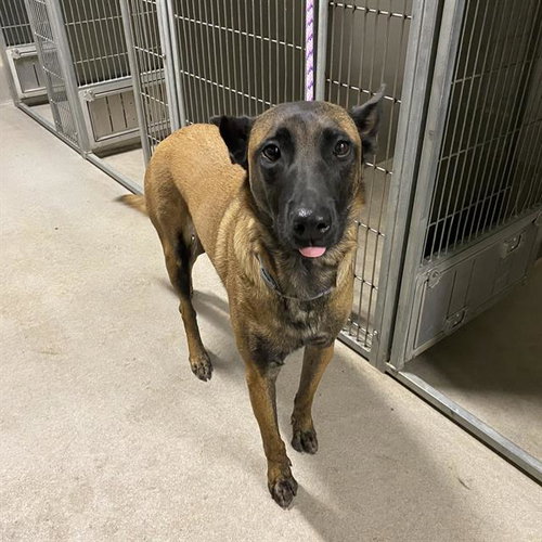 CHANCE, a dog for adoption from Stanislaus County Animal Services