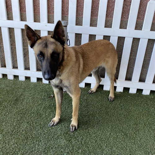 A615191, a dog for adoption from Stanislaus County Animal Services
