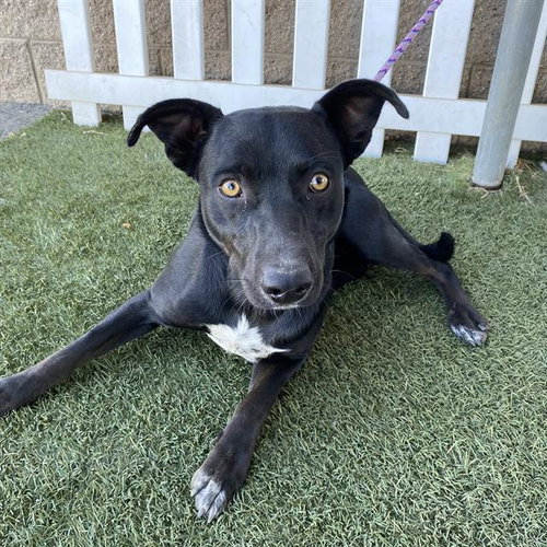 A615217, a dog for adoption from Stanislaus County Animal Services