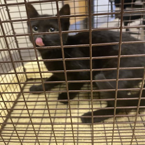 A615230, a cat for adoption from Stanislaus County Animal Services