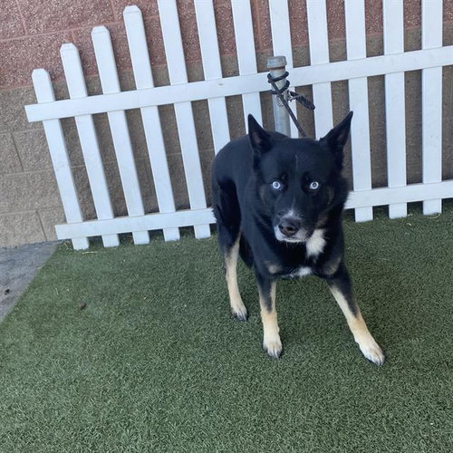 *MAVERICK, a dog for adoption from Stanislaus County Animal Services