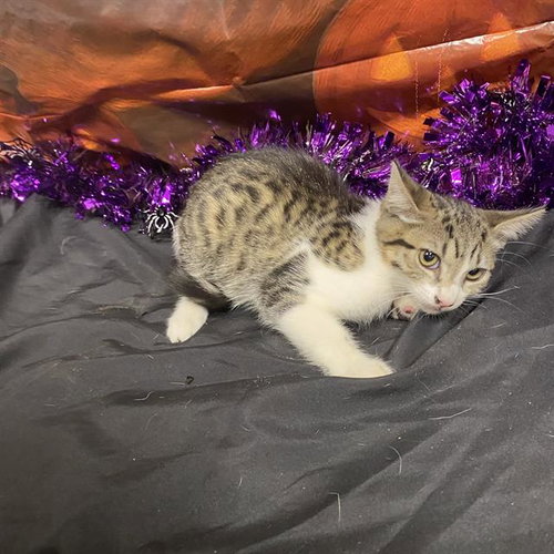 CHEETAH, a cat for adoption from Stanislaus County Animal Services