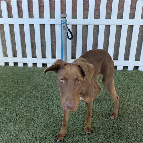 *GEM, a dog for adoption from Stanislaus County Animal Services