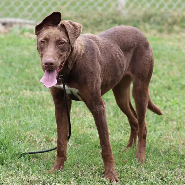 Gem - Labrador Retriever