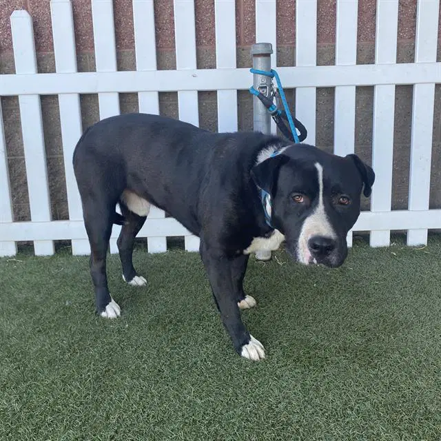 Unknown - Pit Bull Terrier