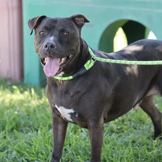 Cisco - Pit Bull Terrier