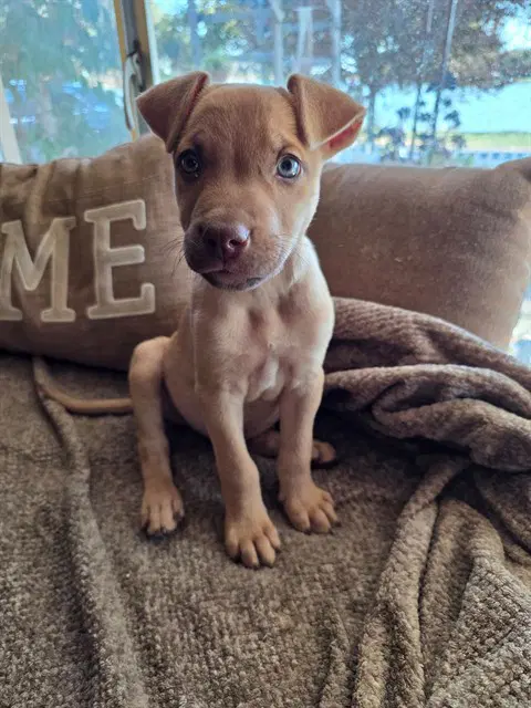 Charlie image 1