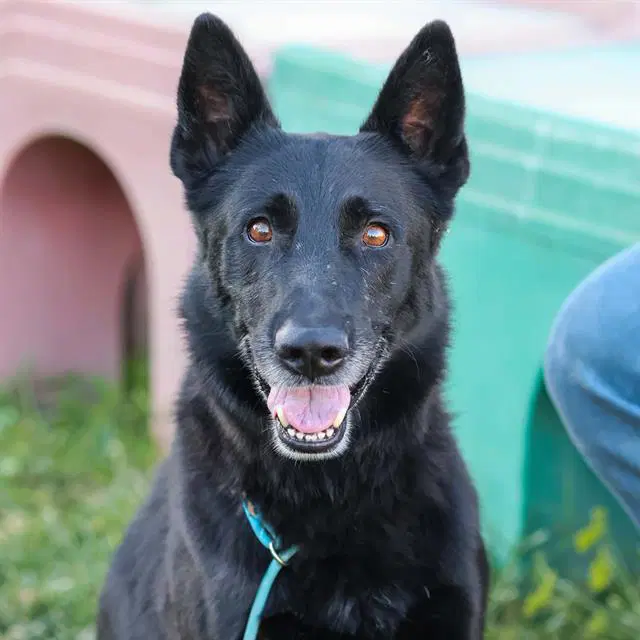 Blacky - German Shepherd Dog