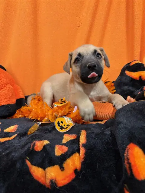 Reggie - German Shepherd Dog