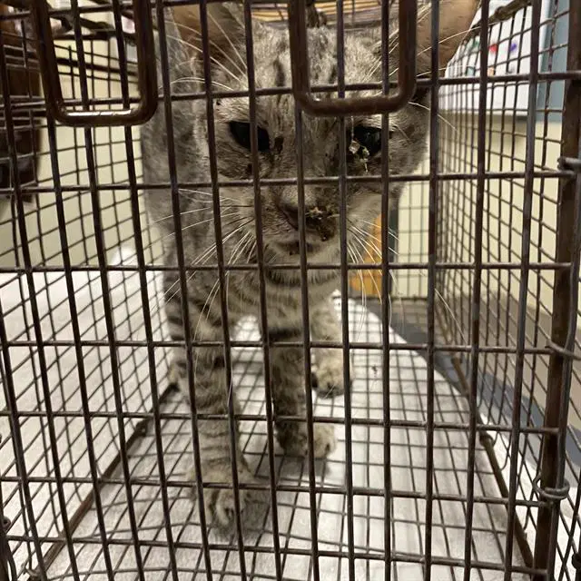 Unknown - Domestic Short Hair