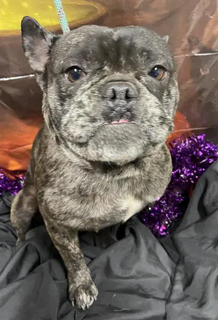 Unknown - French Bulldog