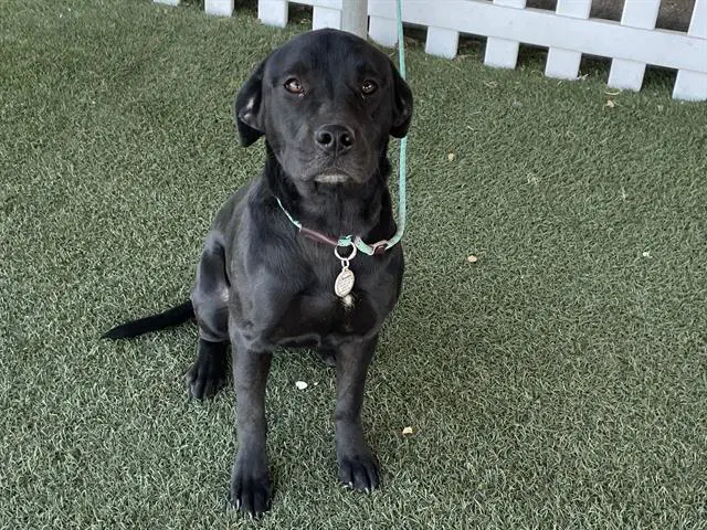 Unknown - Labrador Retriever