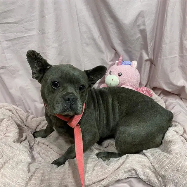 Bluey - French Bulldog