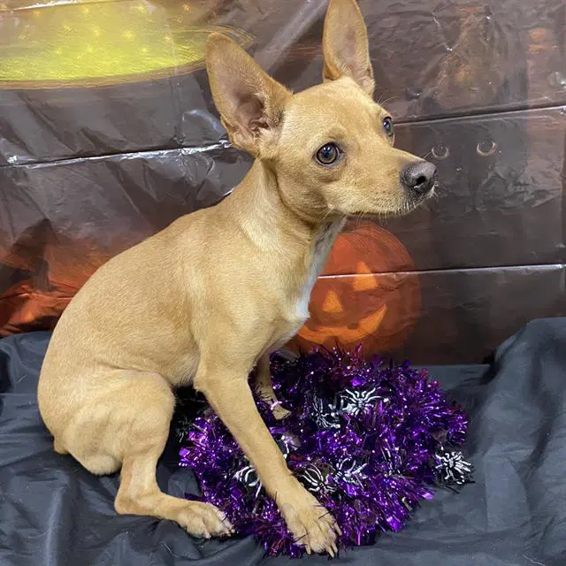 Coraline - Chihuahua