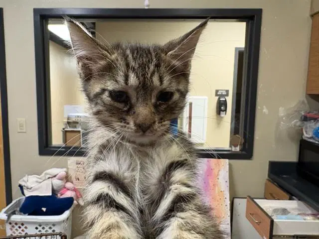 Unknown - Domestic Medium Hair