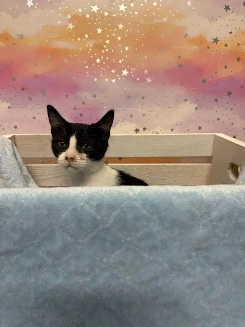 Unknown - Domestic Short Hair