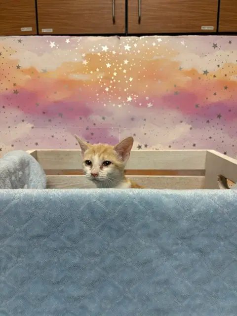 Unknown - Domestic Short Hair