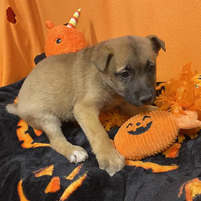 Unknown - German Shepherd Dog