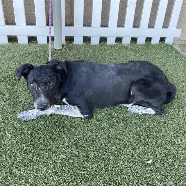 Vivi - Australian Cattle Dog/Blue Heeler