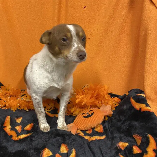 Twix - Chihuahua