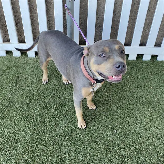 Lizette - Pit Bull Terrier