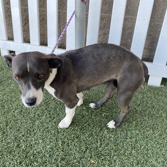 Dusty - Parson Russell Terrier
