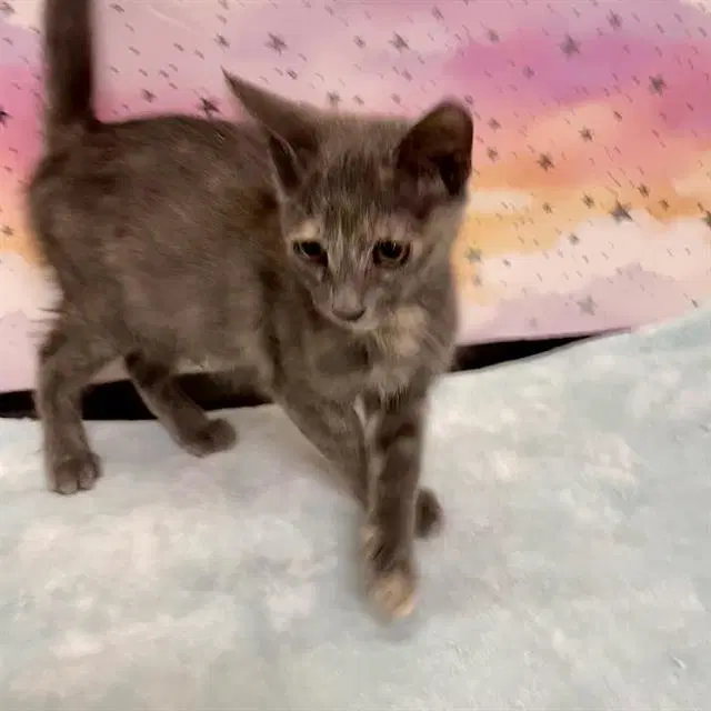Maleficent - Domestic Short Hair