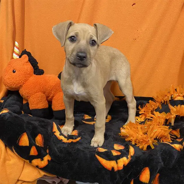 Inky - Pit Bull Terrier