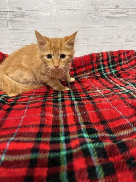 Sicle - Domestic Long Hair
