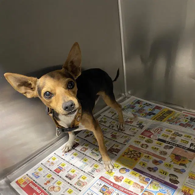 Bruce - Chihuahua