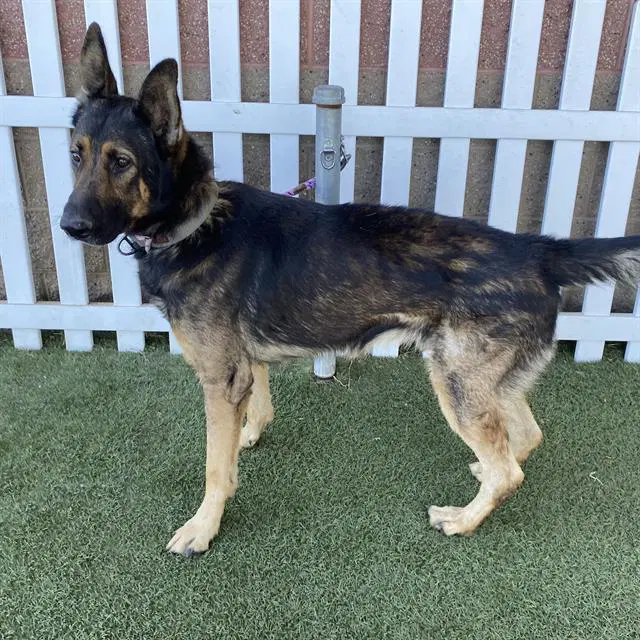 Unknown - German Shepherd Dog