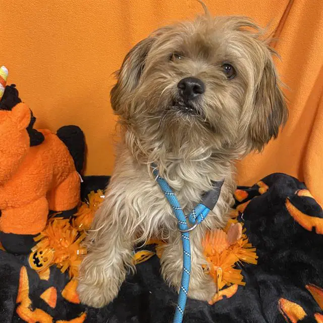 Unknown - Lhasa Apso