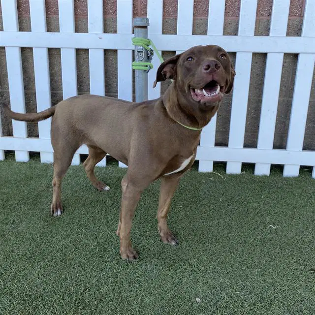 Unknown - Labrador Retriever