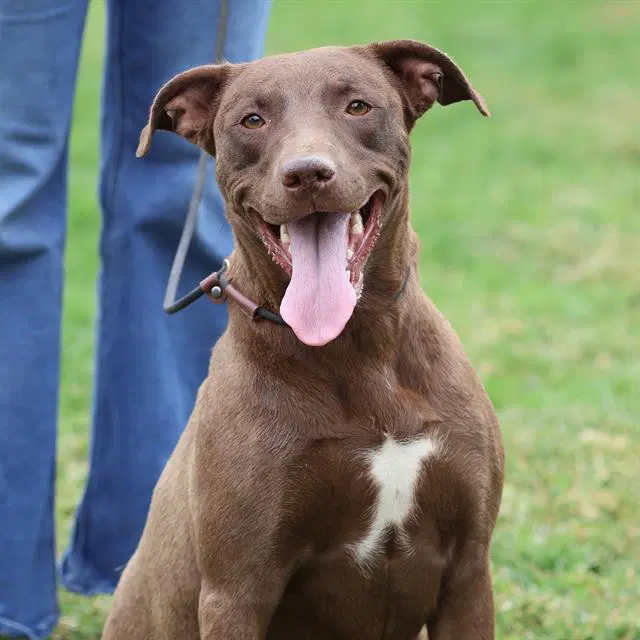 Unknown - Labrador Retriever