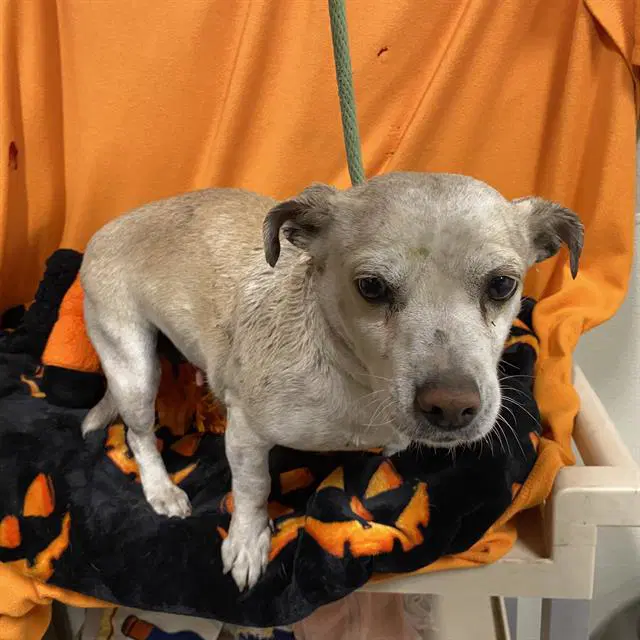 Unknown - Rat Terrier