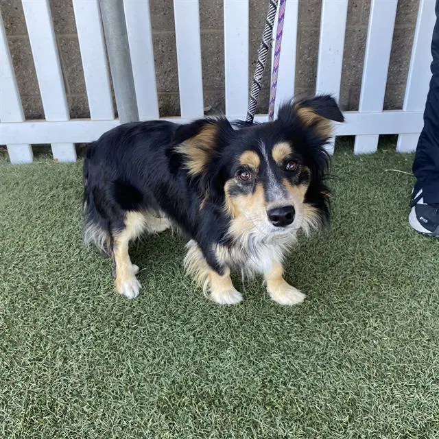 Toby - Cardigan Welsh Corgi