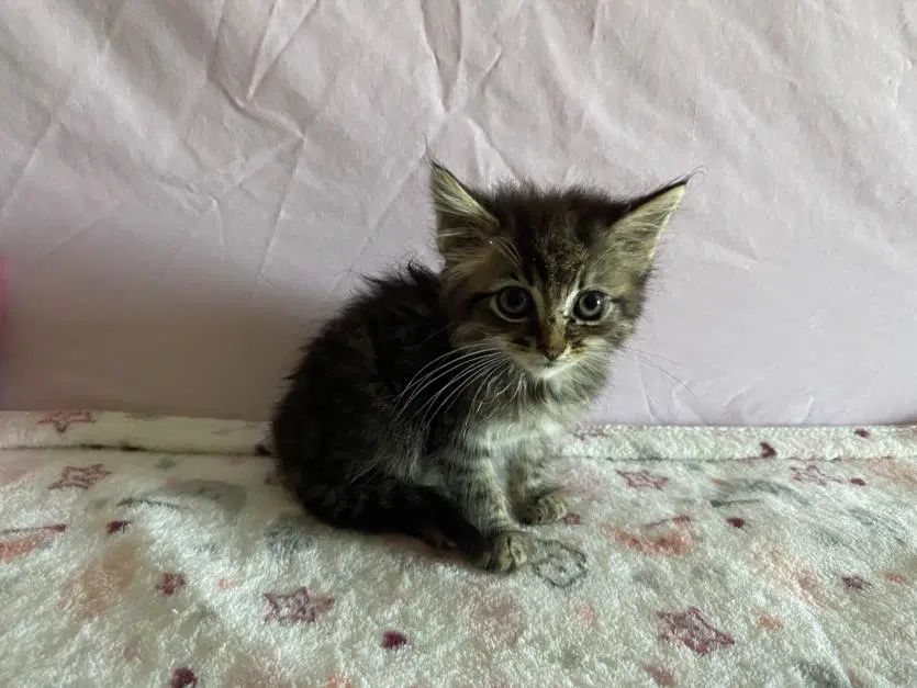 Nookie - Domestic Medium Hair