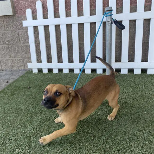 Buddy - Chihuahua