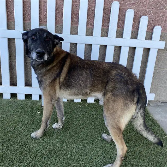 Unknown - Belgian Shepherd Malinois