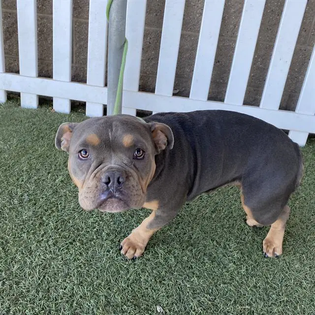 Unknown - Pit Bull Terrier