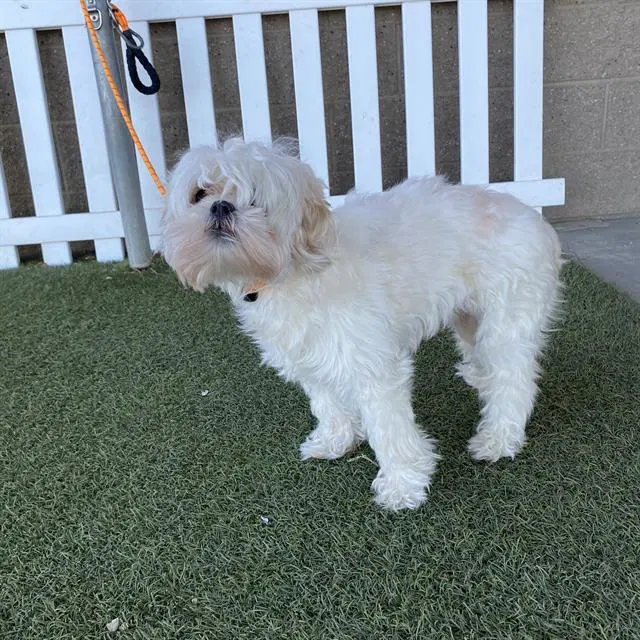 Unknown - Shih Tzu