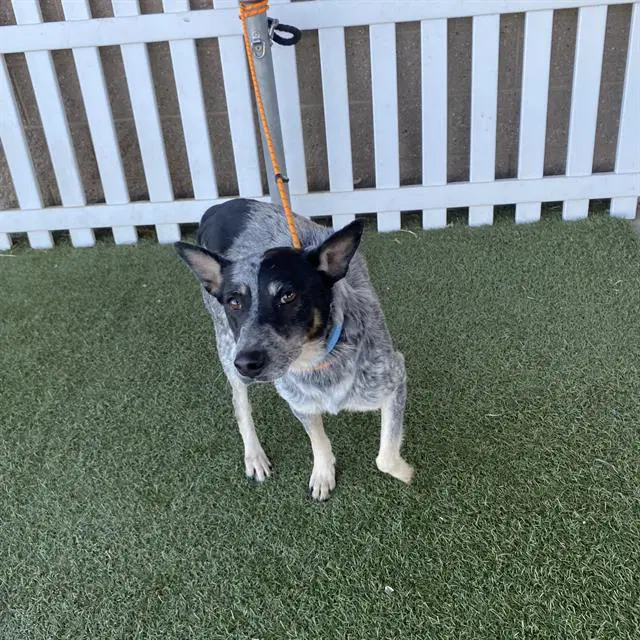 Unknown - Queensland Heeler