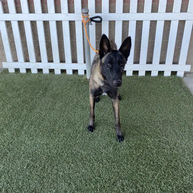 Unknown - Belgian Shepherd Malinois